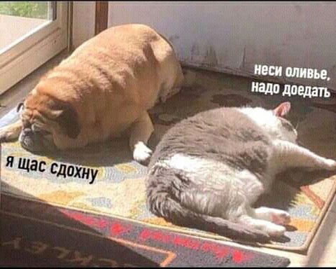 Картинки и мемы, выходные продолжаются