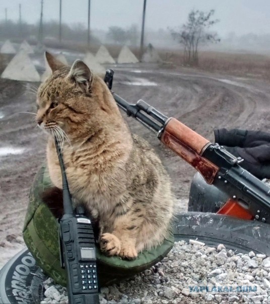 Тактический кот.