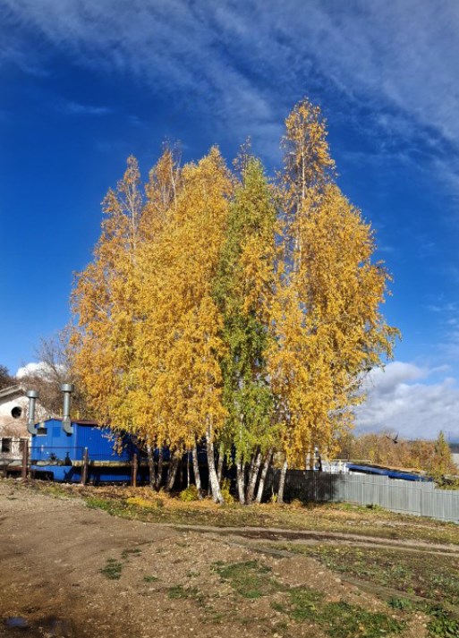 Вот такая красота у нас сегодня