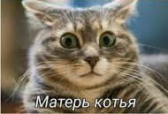 Жизнь собак научились продлевать