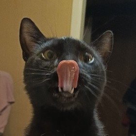 Котоотчет