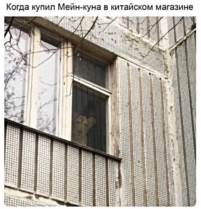 Веселые картинки в пятницу (19.12)