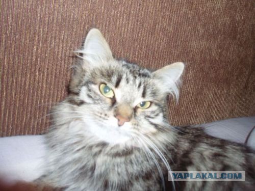17 лет Коту ( примерно)