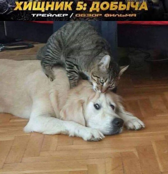 К котовторнику: подборка картинок-баянов с котиками и про котиков. Выпуск 43.