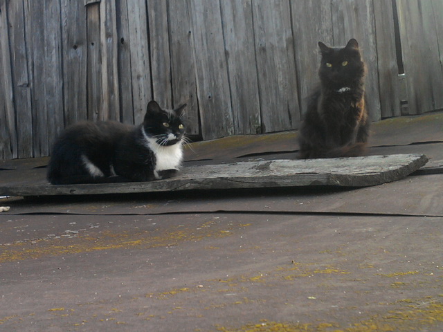 Котовторник   31.12.  2013