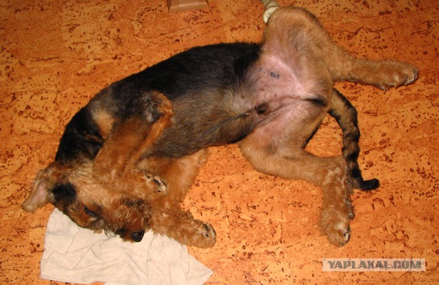 Собачья мимимишность