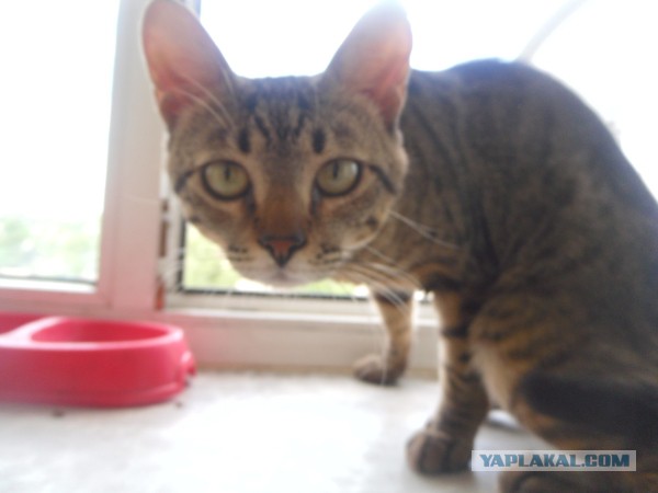 Котовторник 25.02.2014
