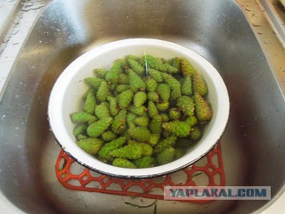 Варенье из сосны
