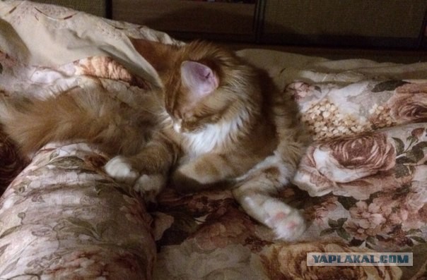 Котовторник 22.04.2014