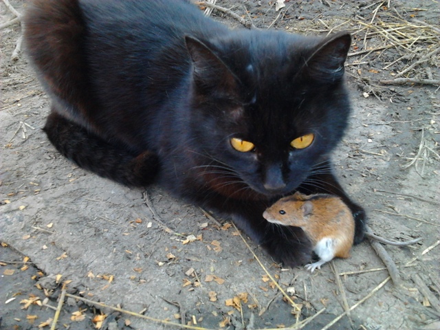 Котовторник 22.04.2014