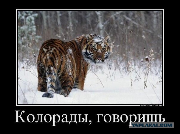 колорадские жуки