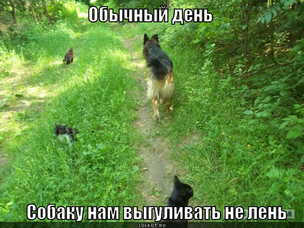 Жизнь домашнего приюта для котеек 13