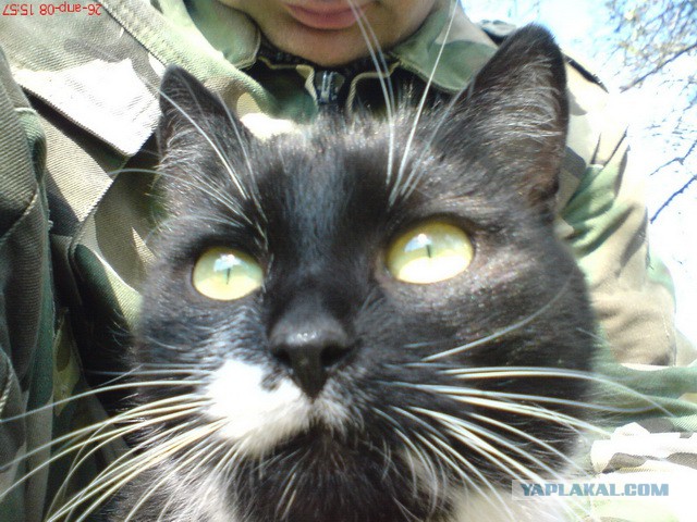 Котовторник 23.12.2014
