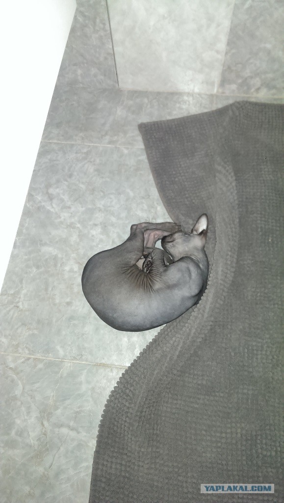Котовторник