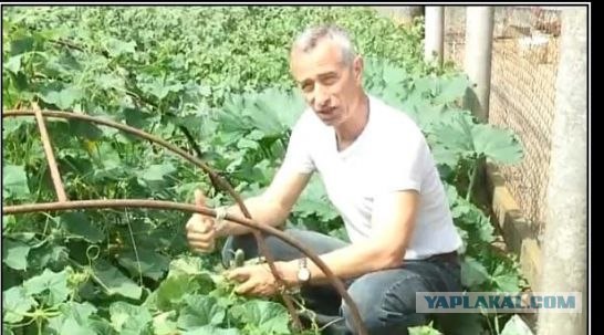 Папа, вот он!