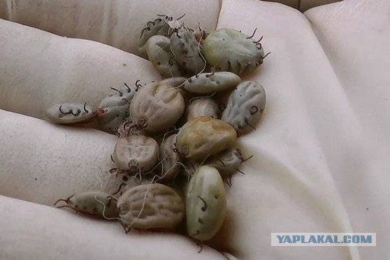 Как клещи реагируют на акарицидное средство
