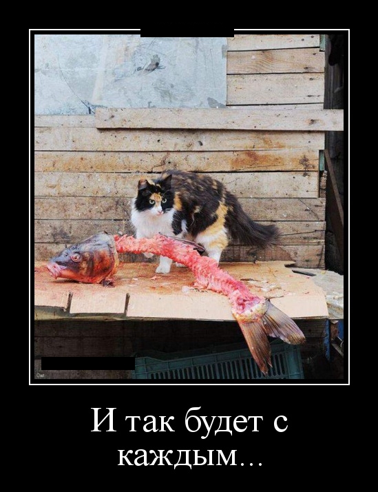 Известные котомемы.