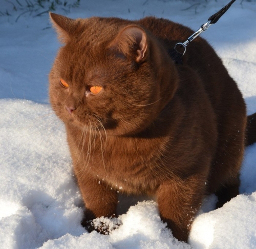 Котовторник