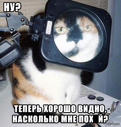 Прикольные коты