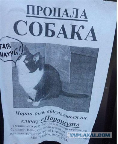 Кошки породы мейн-кун