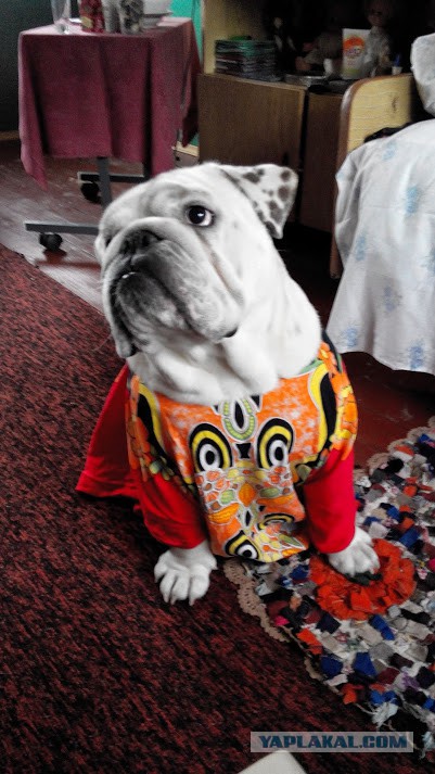 Собакочетверг же, ау!