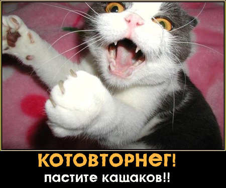 Котовторник!