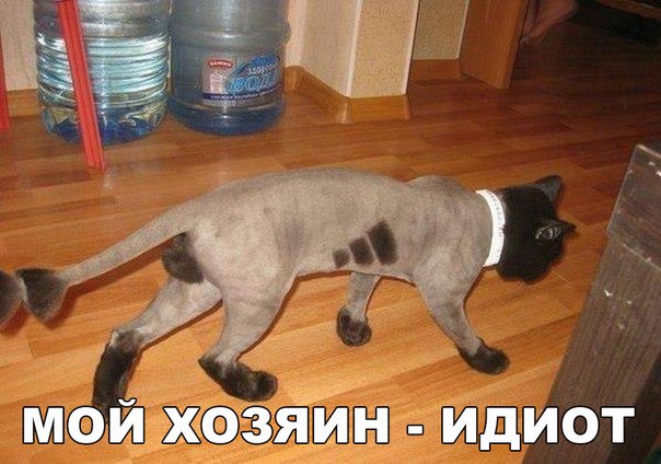 Мохнатые беспредельщики