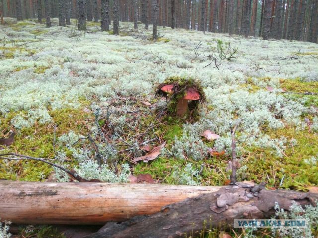 Поход за грибами 13.08.2016.