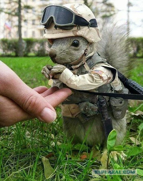 Купил чехол для пива. Собаке он пришелся по размеру...