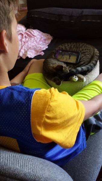Котопрятки