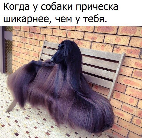 Картинки из ваших интернетов