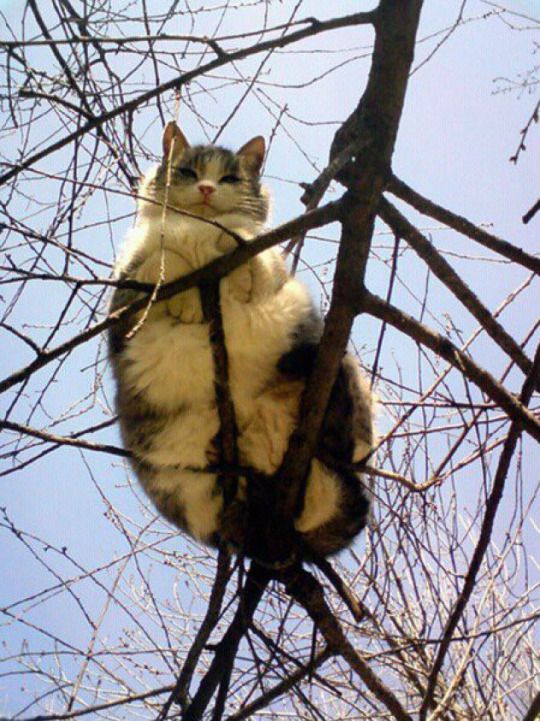 Коты из сети