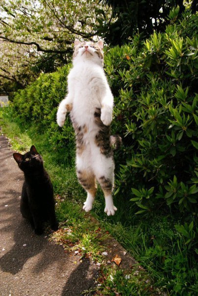 Коты из сети