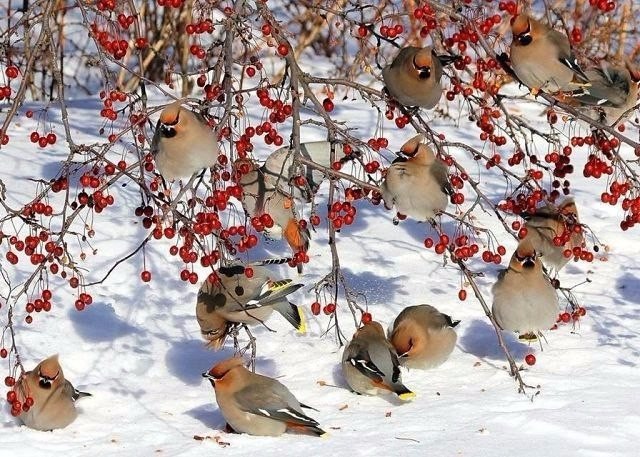 Самые смешные животные