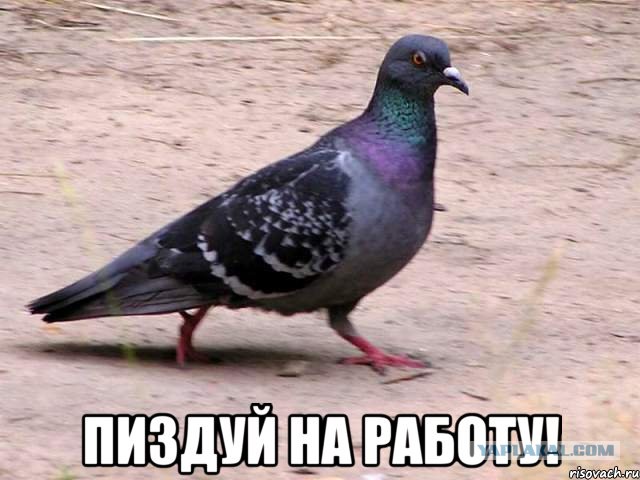 Как вам лозунг?