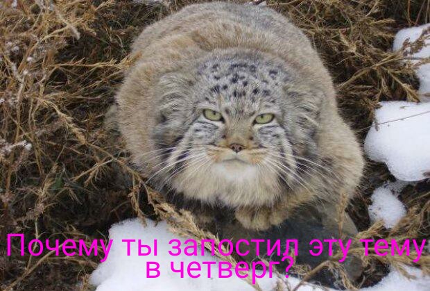 Фермер думал, что подобрал котят, но когда они подросли, его ждал сюрприз
