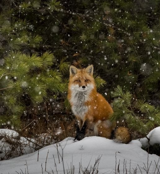 Самые смешные животные
