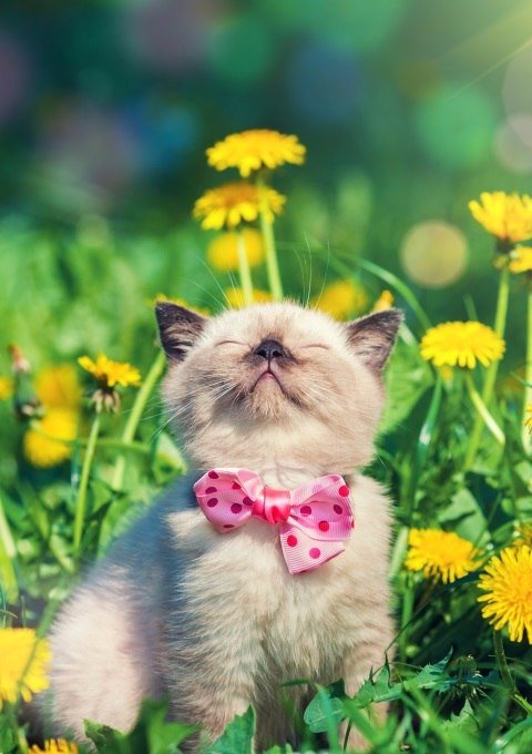 Коты и Кошки