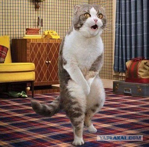 Коты застигнутые врасплох