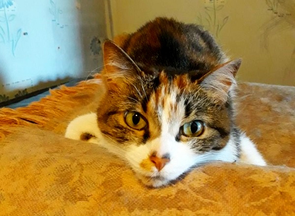 Котовторник 05.06.2018