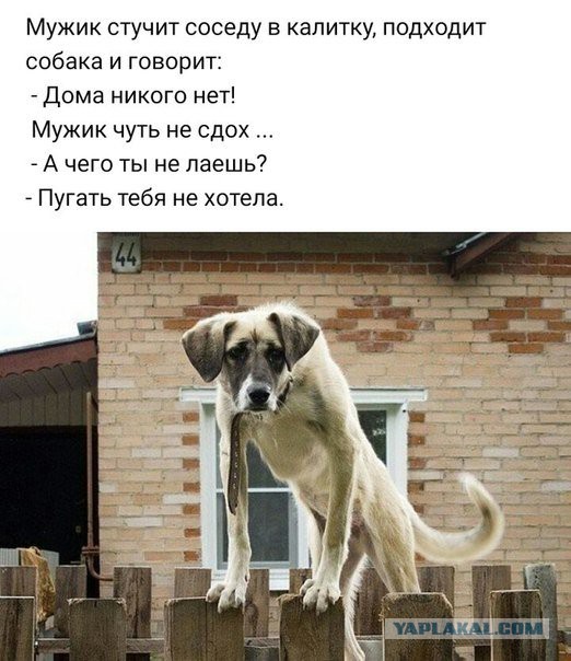 Смешные комментарии из социальных сетей 09.06.2018