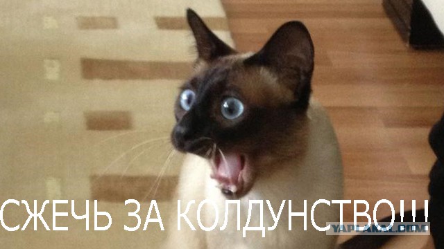 Фокус  для кота