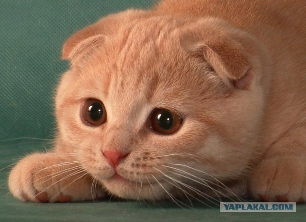 Даёшь Котовторник на ЯПе! (29.07.08)