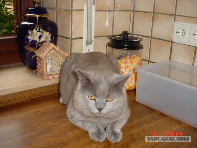 Котовторник (16.09.08)