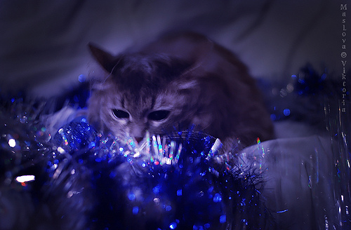Новогодний КОТОВТОРНИК!
