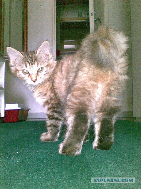 Котовторник на ферме (65 фот)