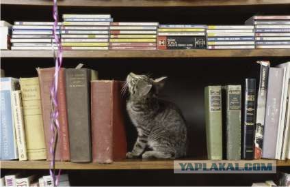 Котосреда (06.05.2009)