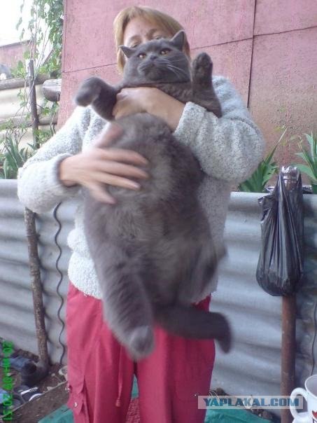 Котовторник!