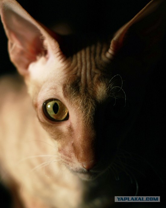 Котовторник на 22 июня
