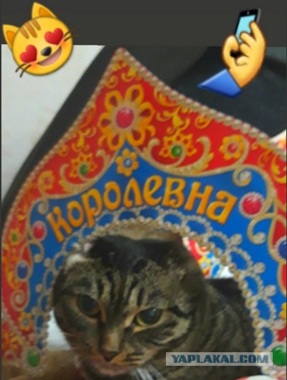 20+ (спорных) фактов о психологии и характере кошек, которыми поделился заводчик со стажем